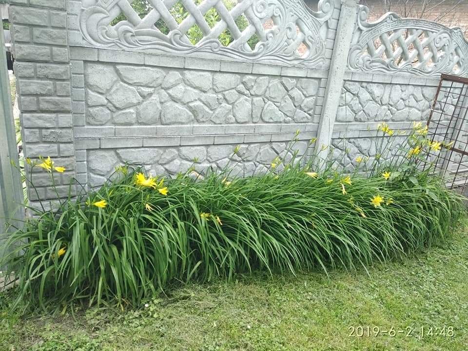 Ароматний лілейник