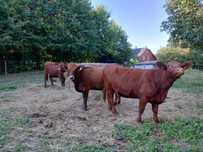 Jałówki angus czerwony\red angus