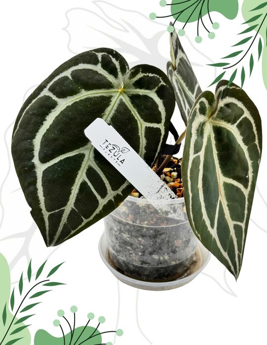 Anthurium Red Crystalline From Tezula Ø-12cm H-25cm Heat Pack Gratis