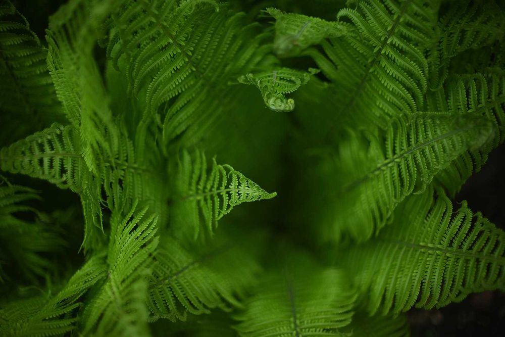 NIKKOR-S 50/1.4 - світлосильна мануальна п'ятидесятка (Ai модифікована