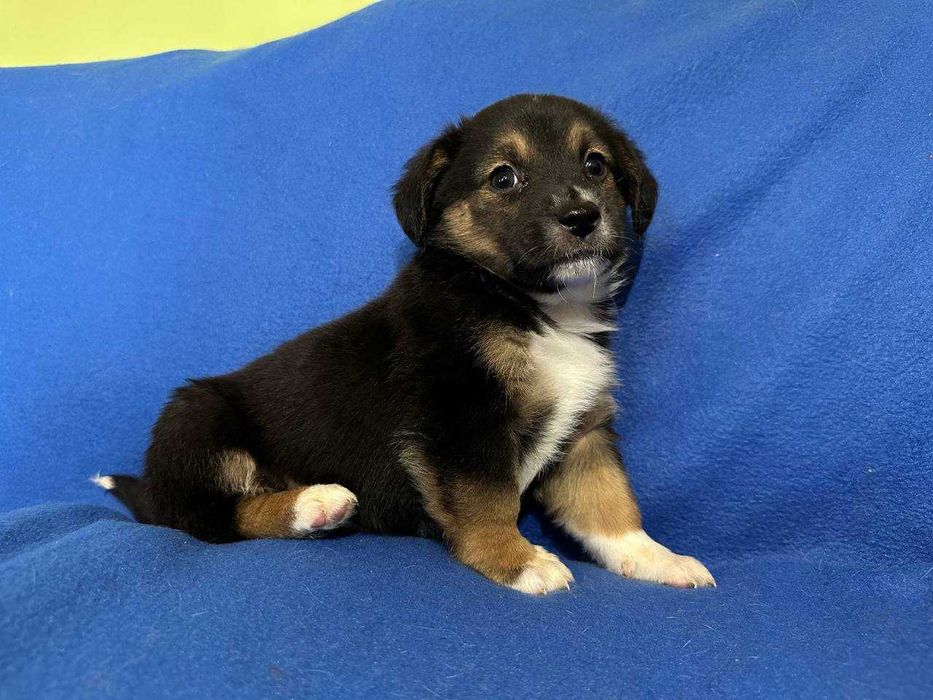 Цуценя, 1,5 місяці, хлопчик в найкращі ручки