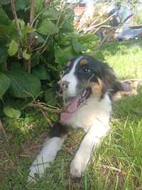 Border collie suczka Olena