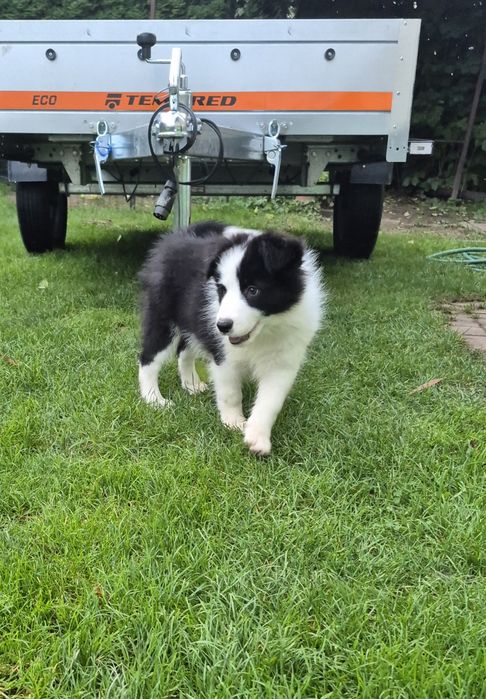 Piesek border collie show po zdrowych rodzicach
