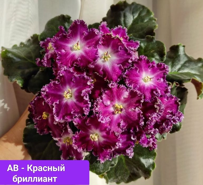 Фиалки сортовые детки и стартеры