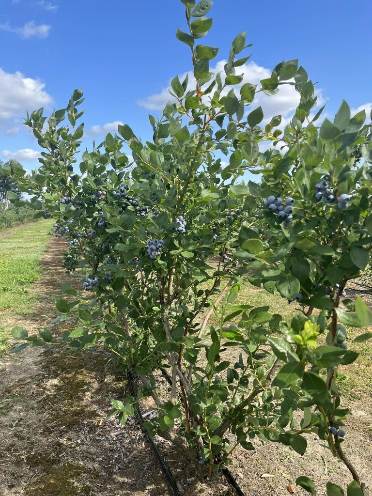Borówka amerykańska Bluecrop - piękne, zdrowe 6 letnie krzewy 1,6-1,9m