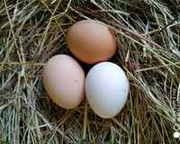 Ovos galinha criadas ao ar livre