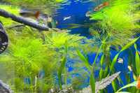 Rośliny akwariowe - Lisi ogon