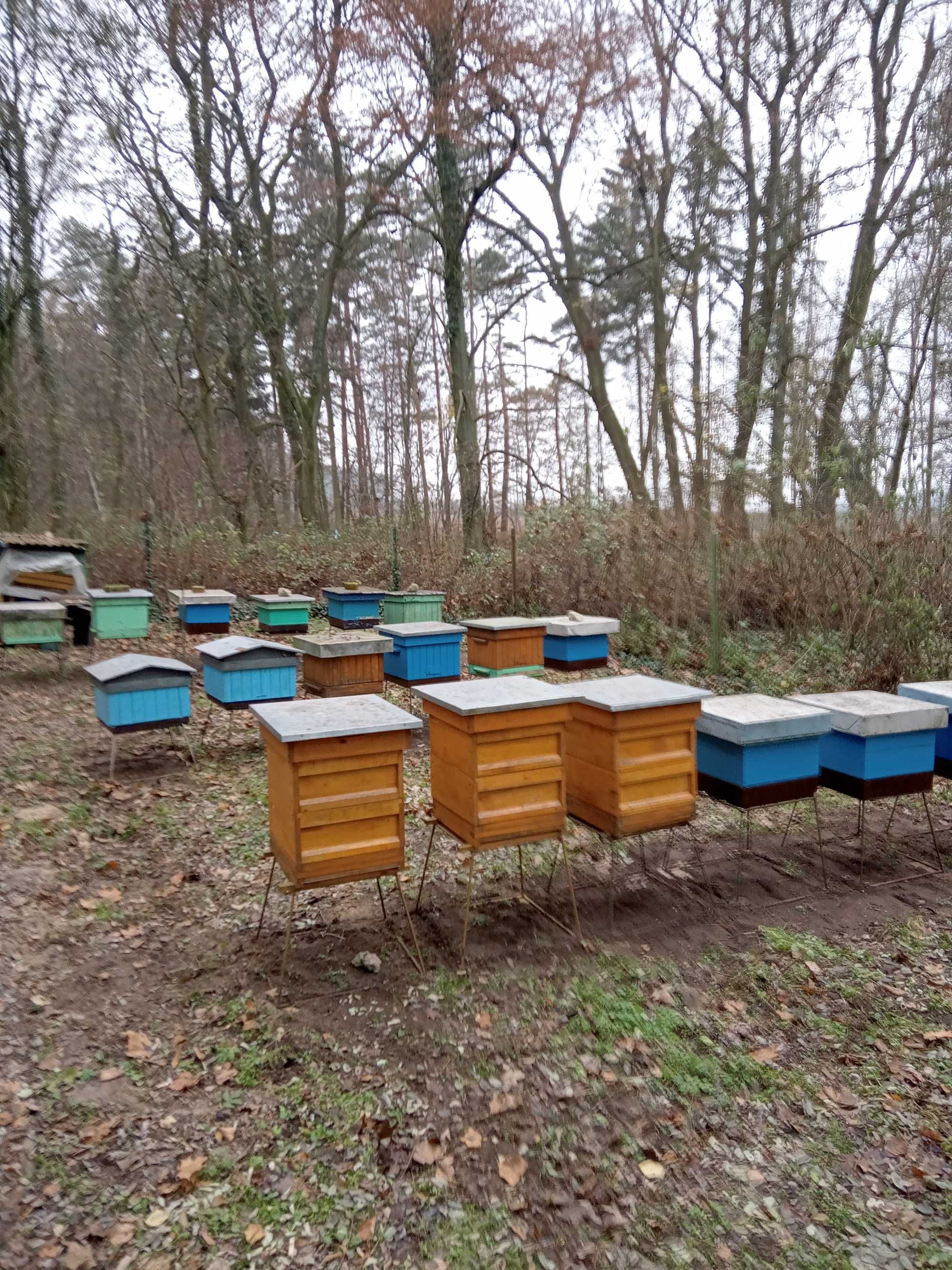 sprzedam miód, rodziny pszczele i odkłady  pszczele,