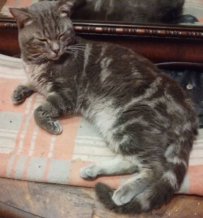 Безкоштовно гарний кіт