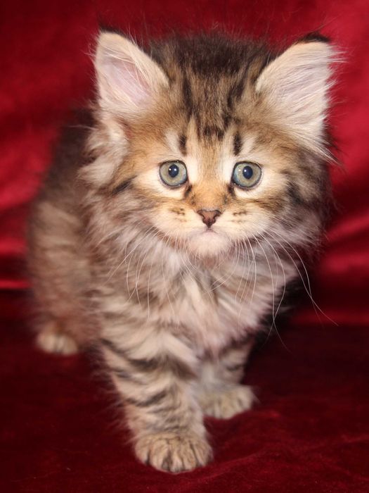 Crystal koteczka syberyjska z rodowodem FPL, legalna hodowla 18 lat