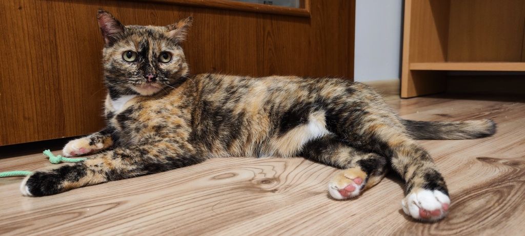 Piękna, grzeczna, urocza kotka w domu tymczasowym czeka na adopcje