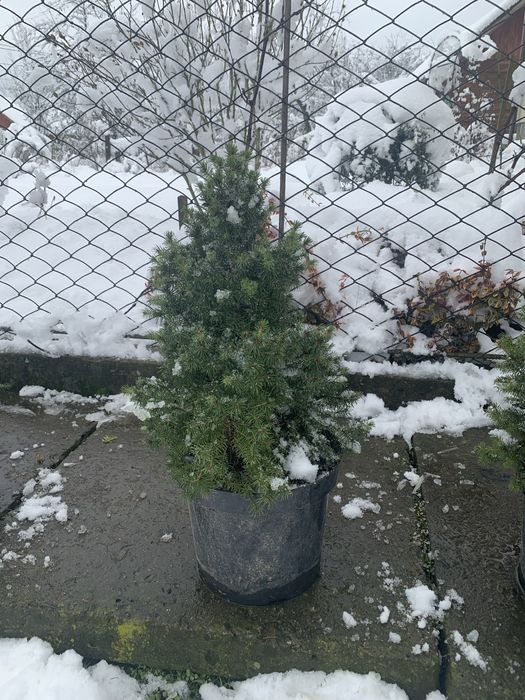 Ялинка коніка 40,50,60 см