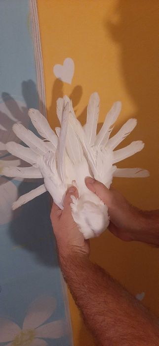 Orlik polski biały - Orliki polskie białe