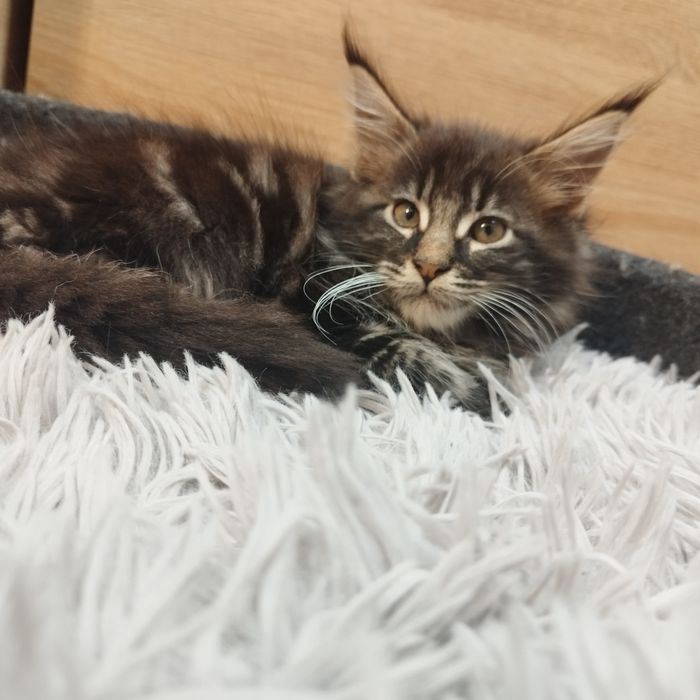 Chłopczyk Maine Coon