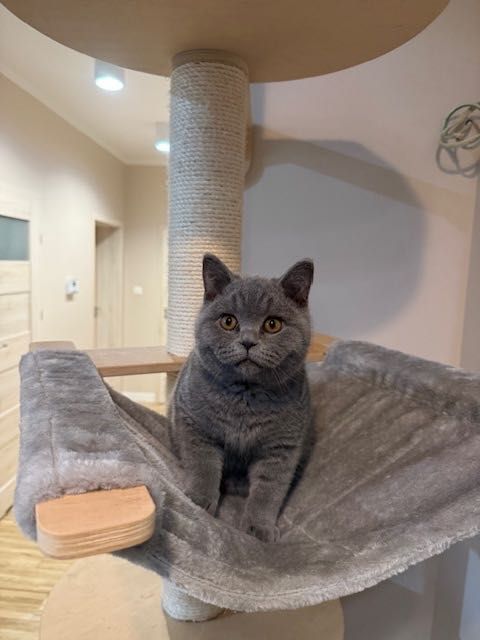 Kocurek brytyjski niebieski z rodowodem gotowy do odbioru