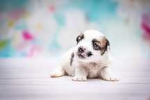 Jack Russell Terrier ZKwP/FCI- samiec 2025