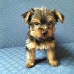 Yorkshire Terrier fêmea com 8 semanas