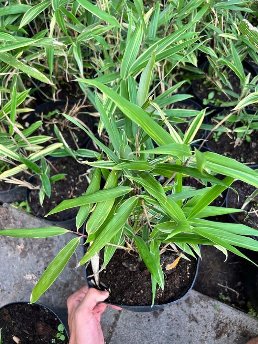 Bambus miniaturowy mrozoodporny DONICZKA 5L (Pleioblastus variegatus)