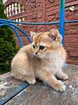 Продаемо чудових котенят !