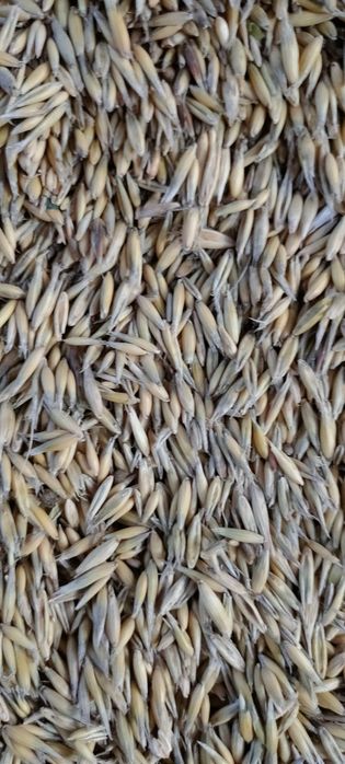 Sprzedam owies bingo