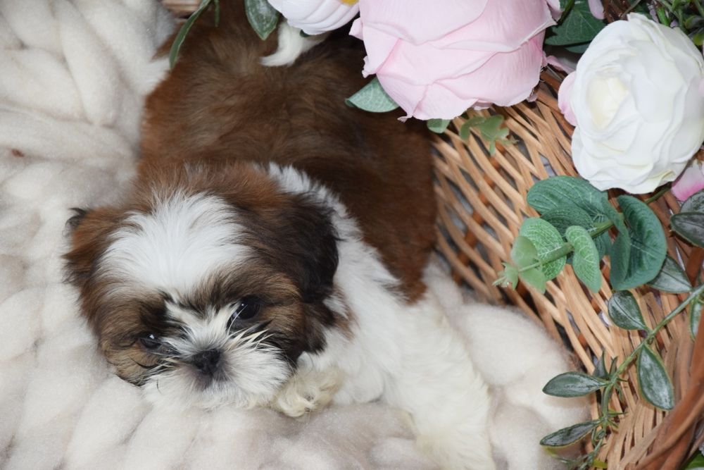 Felix Shih Tzu pies szczeniak rodowód uroda UBEZPIECZENIE