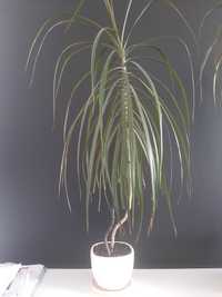 Dracena do wymiany