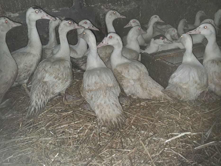 Sprzedam kaczki I kaczory francuskie