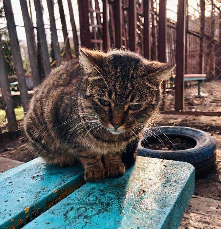 Молоденькая скромная кошечка, ее все обижают.