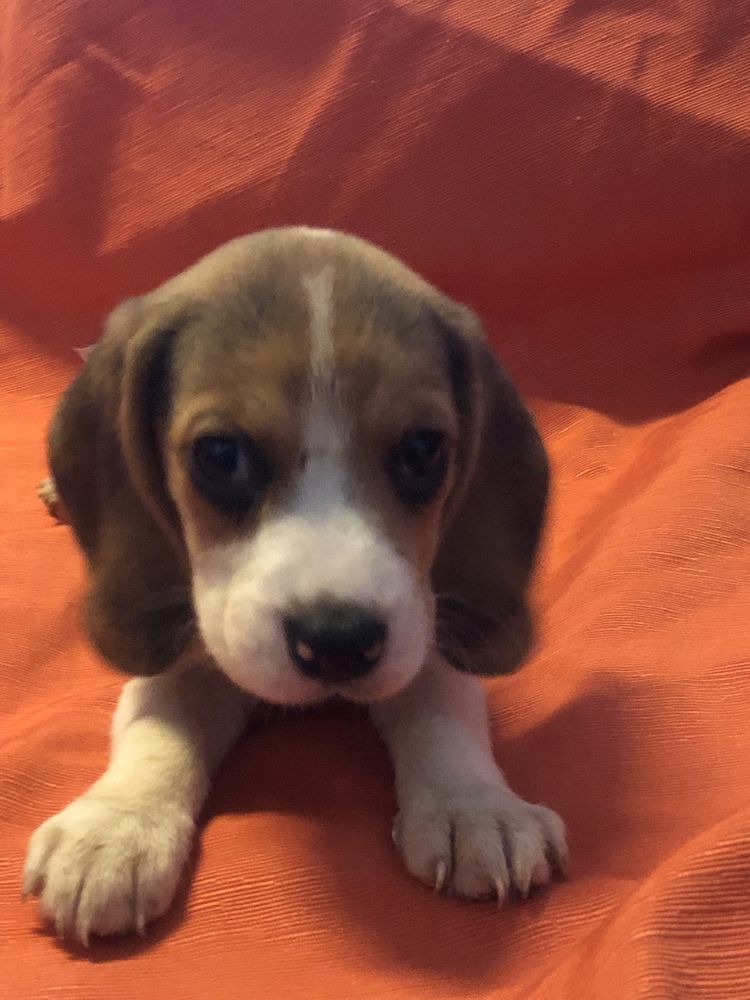 Beagle macho. com dois meses. Pronto para entrega