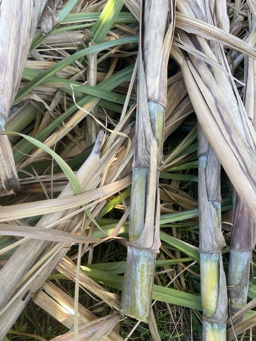 Cana de acucar - pinhal novo