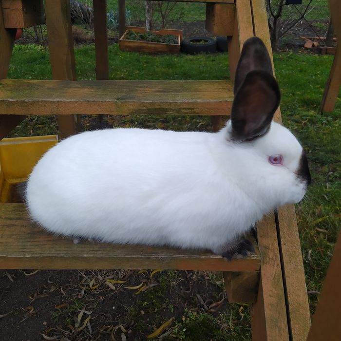 Sprzedam króliki kalifornijskie
