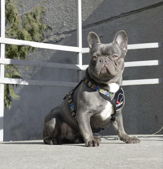 Кобель французкого бульдога