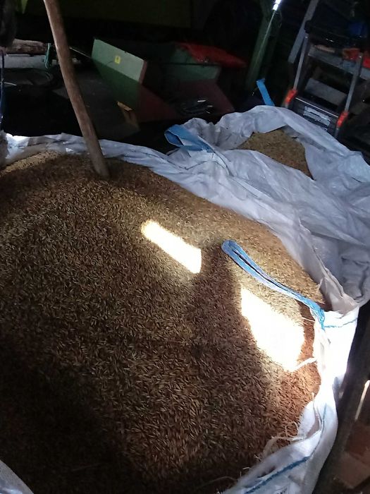 Sprzedam owies mieszanka