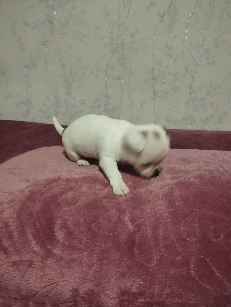 Мілашки чіхуашки