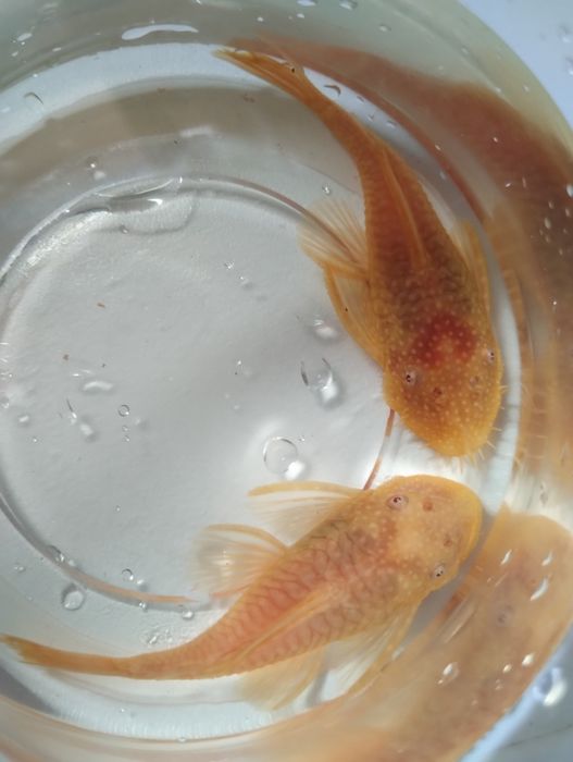 Zbrojnik ancistrus albino para