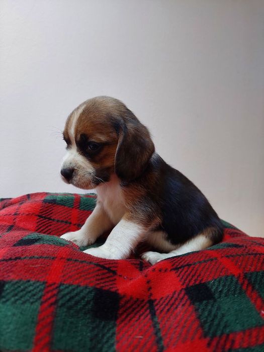Malutka suczka beagle piękny szczeniak mniejszego typu