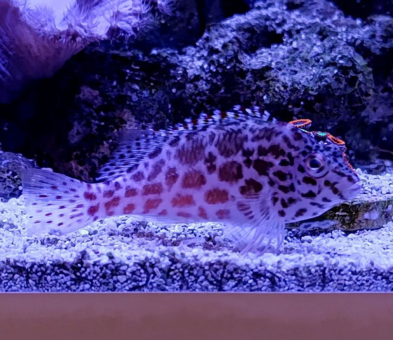 Рыба Cirrhitichthys aprinus кудрепер краснопятнистый морской аквариум