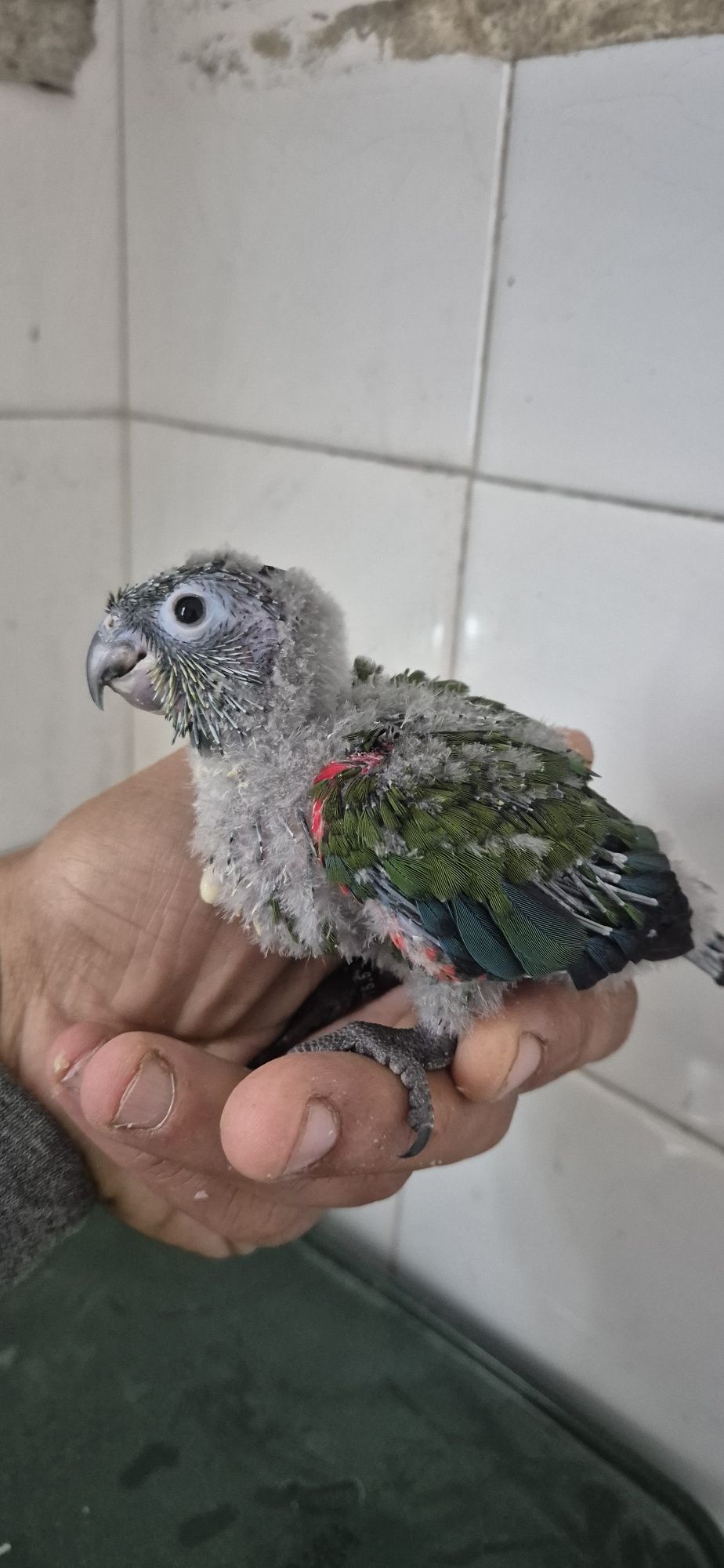 Kakariki e pyrrhuras serem criadas à mão