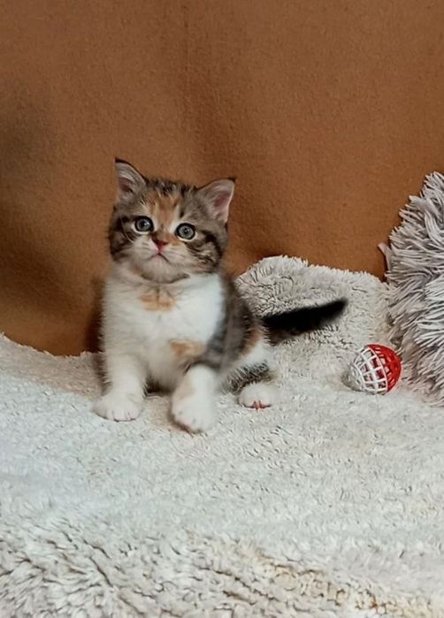 Котенок : Потешная игрунка .