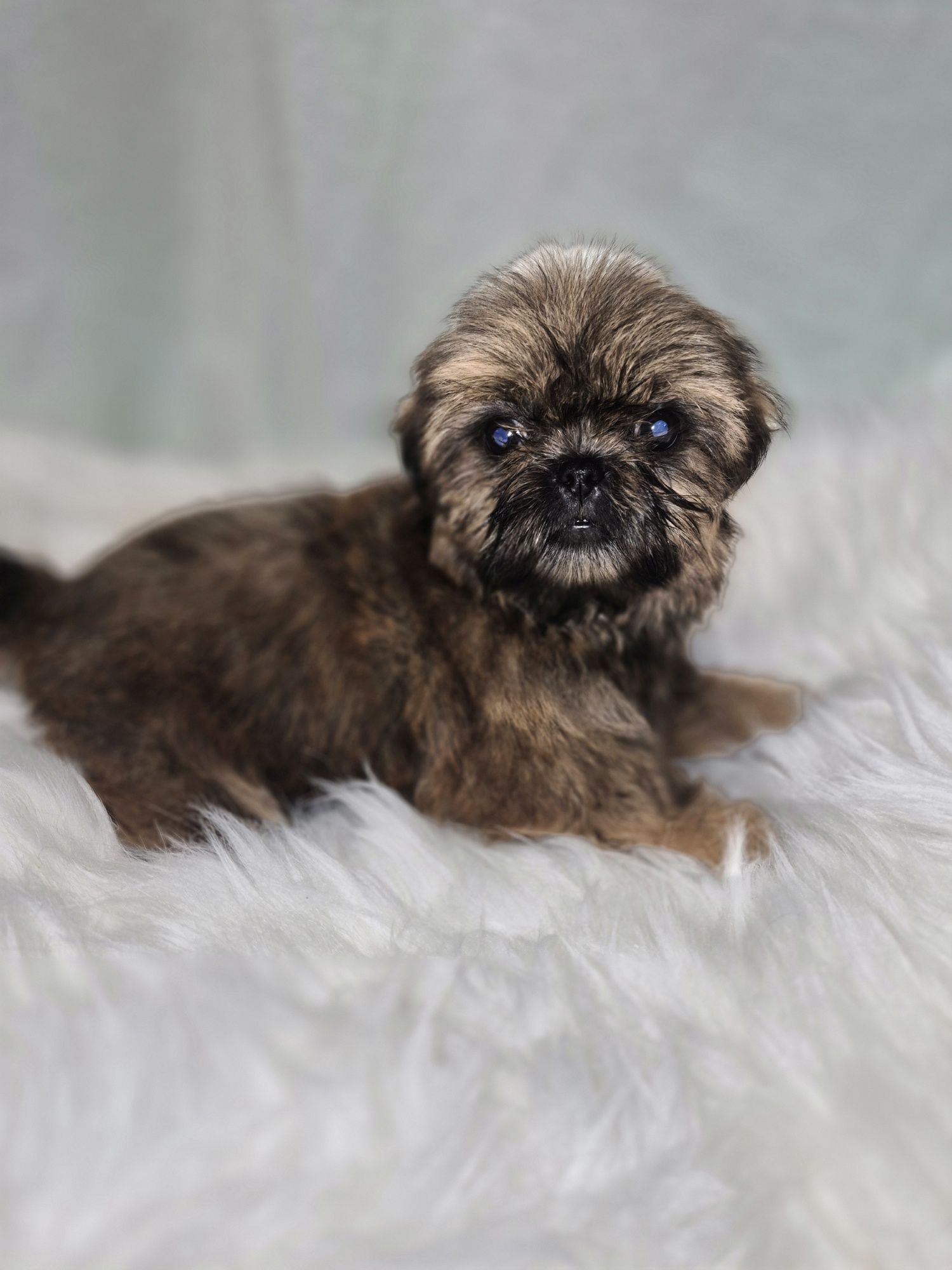 Suczka Shih TZU do odbioru