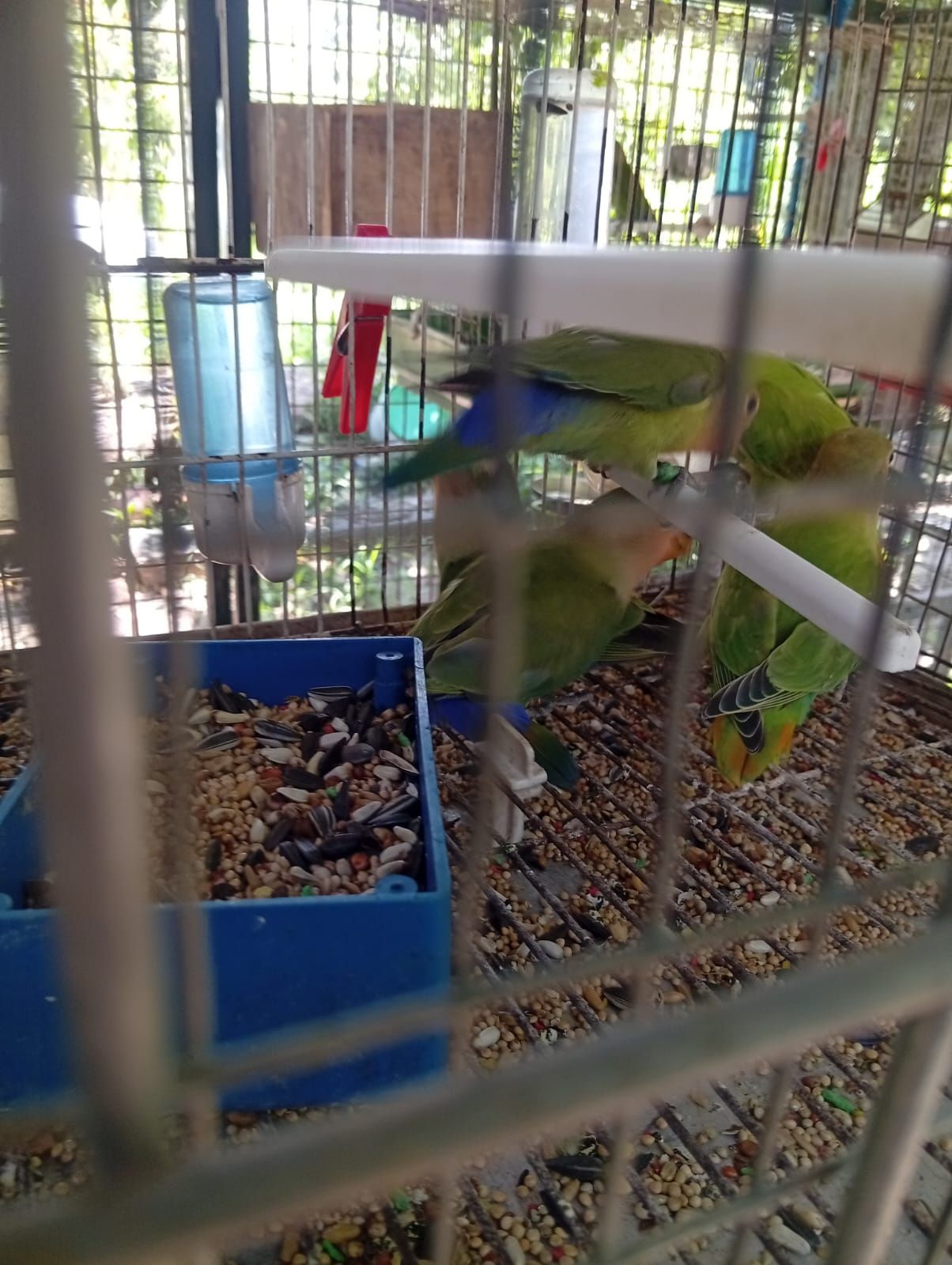 Cedo agapones novos