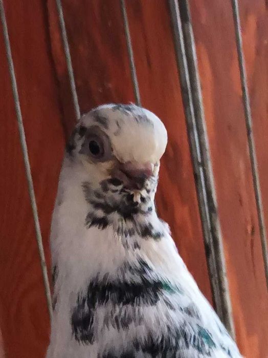 Gołebie ozdobne motyl warszawski samiec