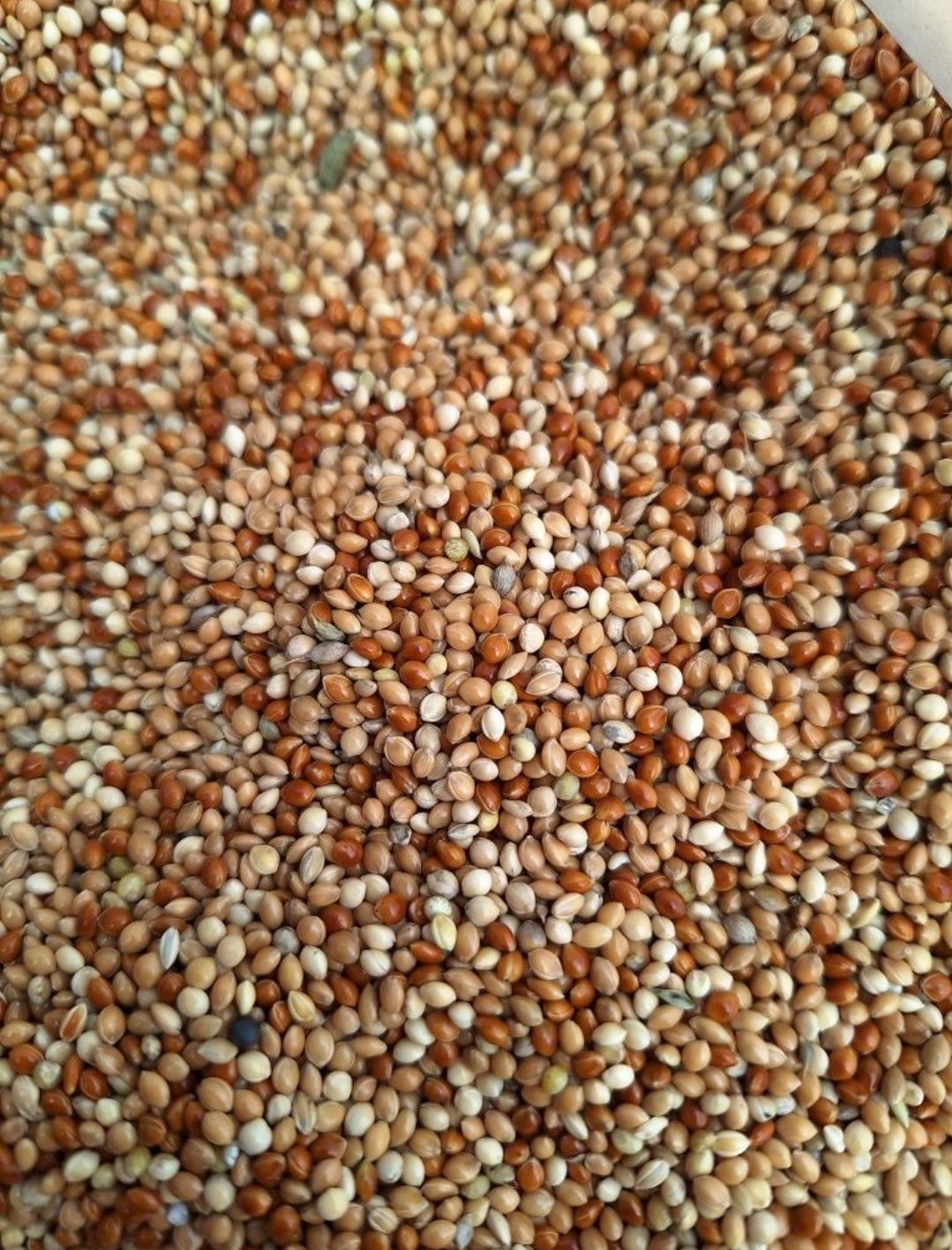 Proso mix 25 kg. Pokarm dla papug