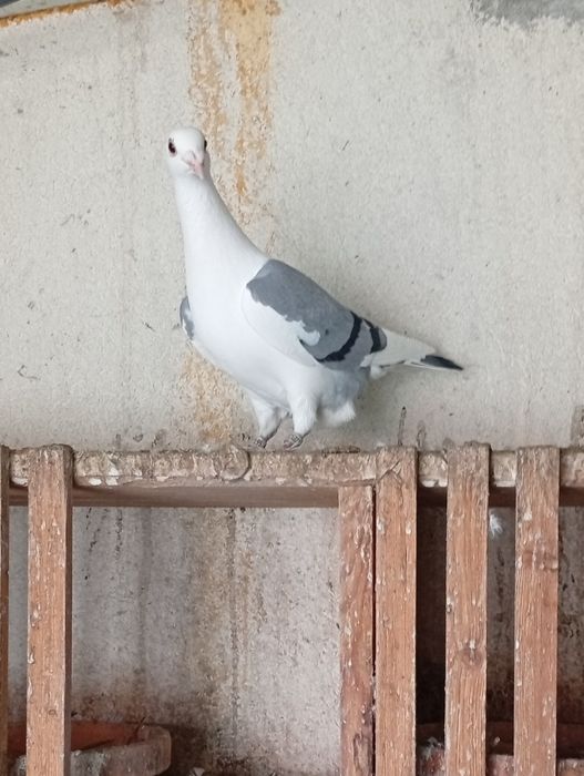 Pombos correios 2025