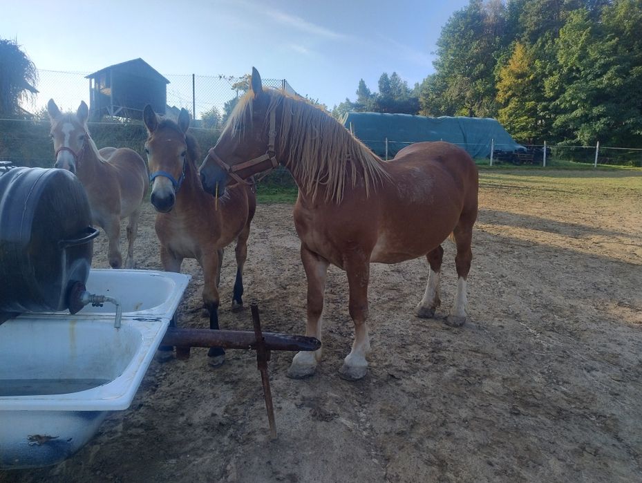 Sprzedam źrebięta i klacze PKZ typ Sokólski
