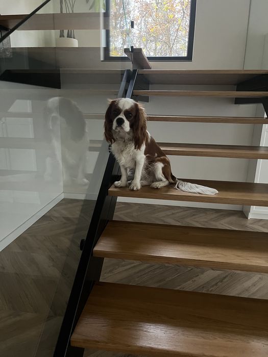 Reproduktor Cavalier King Charles Spaniel