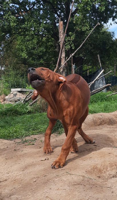 Szczeniak Rhodesian Ridgeback FCI – wierny towarzysz życia