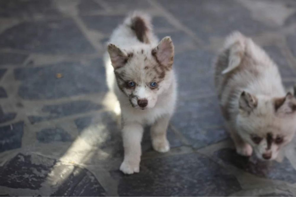 Pomsky pomski mini husky chocolate merle