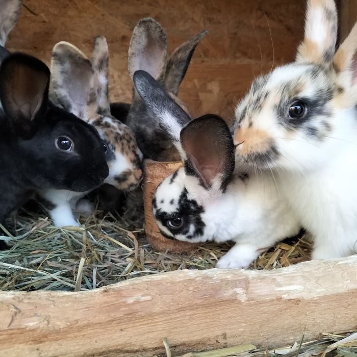 Króliki miniaturki rex trójbarwny