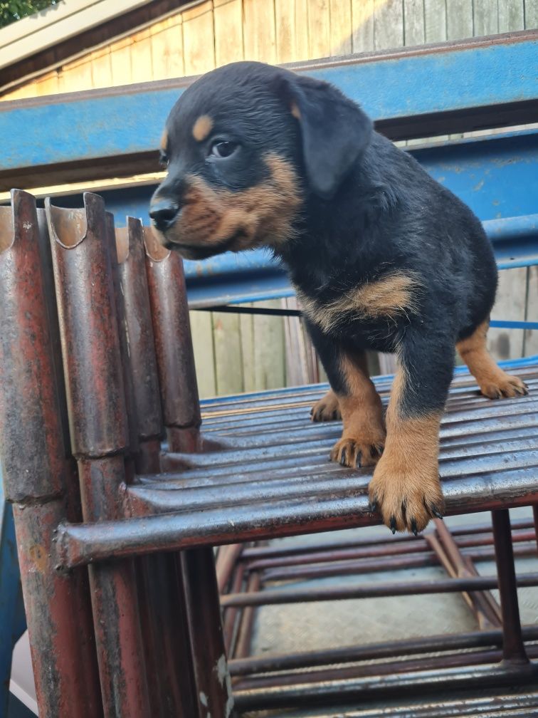 Rottwailer piesek